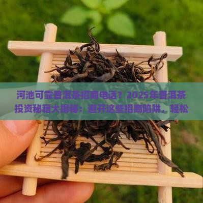 河池可靠普洱茶招商电话