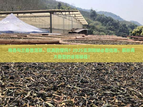 梅香与兰香的普洱茶区别