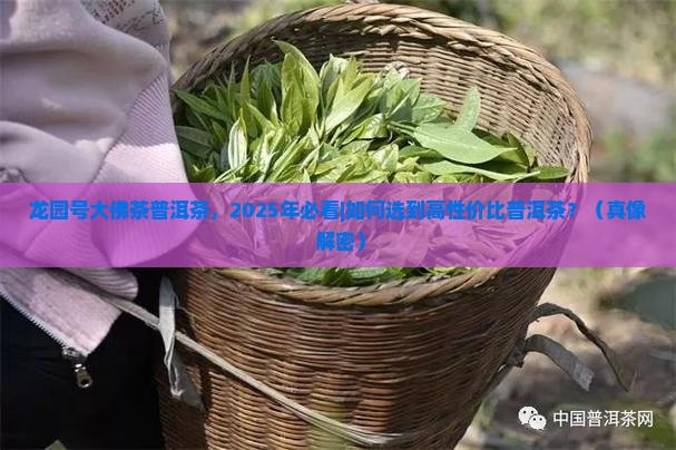 龙园号大佛茶普洱茶