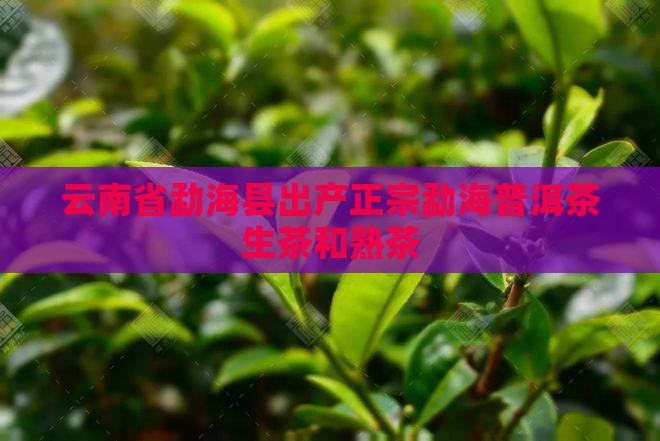 勐海普洱茶生茶熟茶