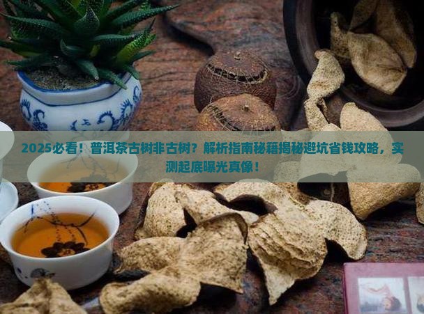 普洱茶古树非古树