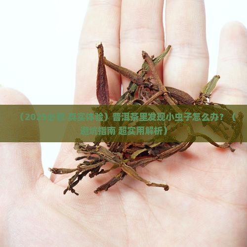 普洱茶小虫子怎么处理