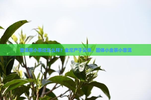 普洱茶小茶坨怎么样