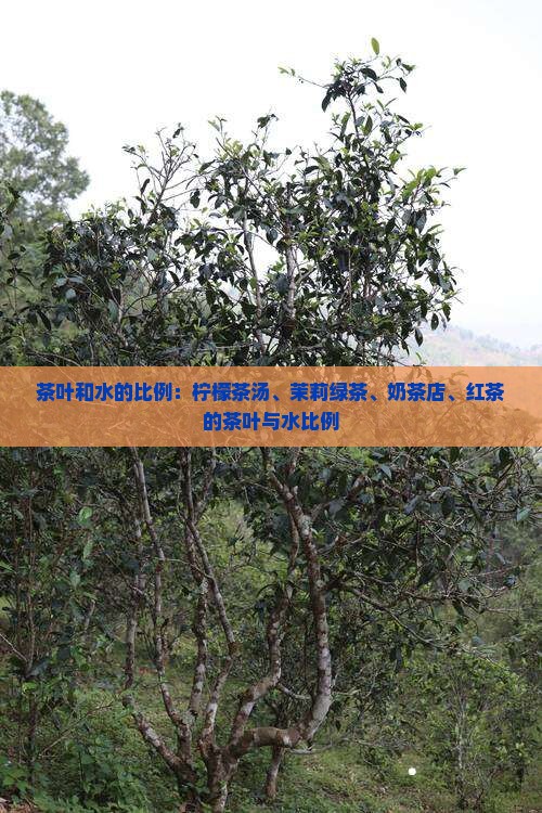 茶叶和水的比例