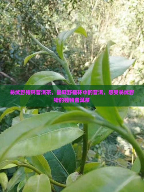 易武野猪林普洱茶