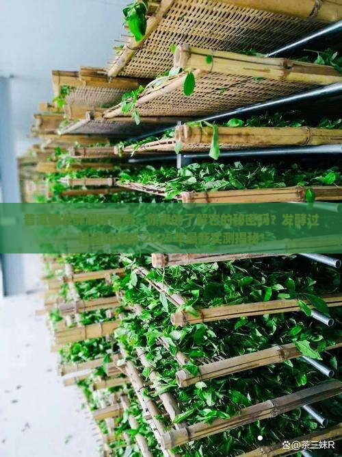 普洱茶发酵研究 普洱茶发酵研究