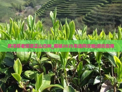 庆沣祥老班章正山古树 庆沣祥老班章正山古树