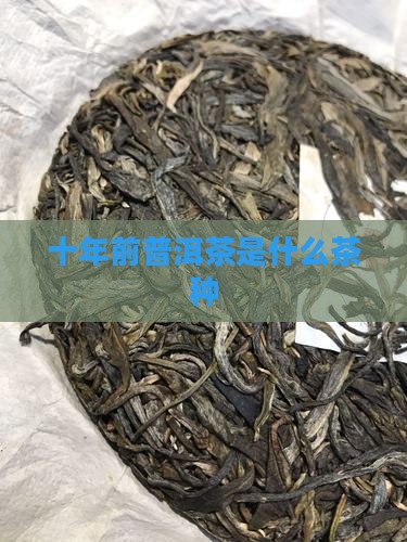 十年前普洱茶是什么茶种