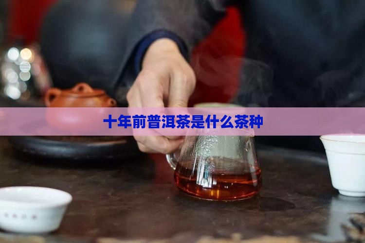 十年前普洱茶是什么茶种