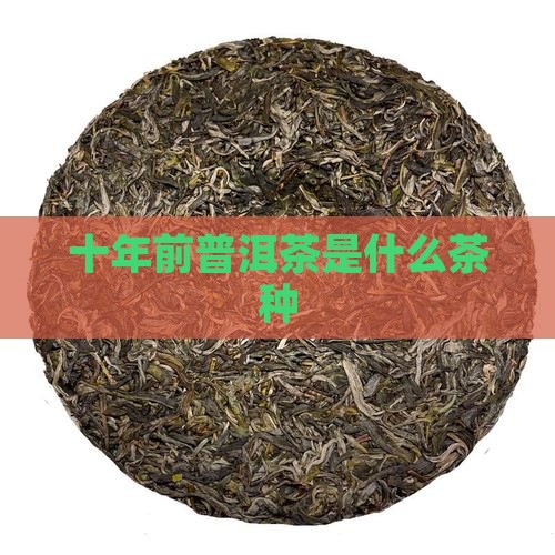 十年前普洱茶是什么茶种
