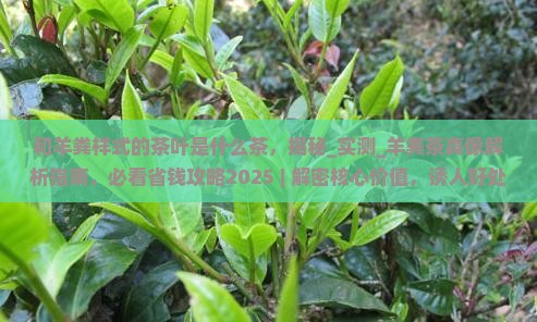 和羊粪样式的茶叶是什么茶