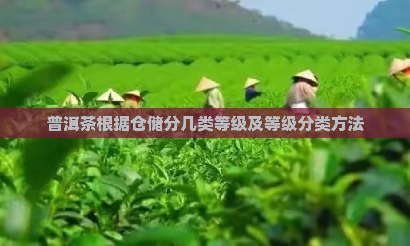 普洱茶根据仓储分几类等级