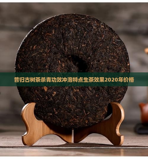 昔归古树茶杀青