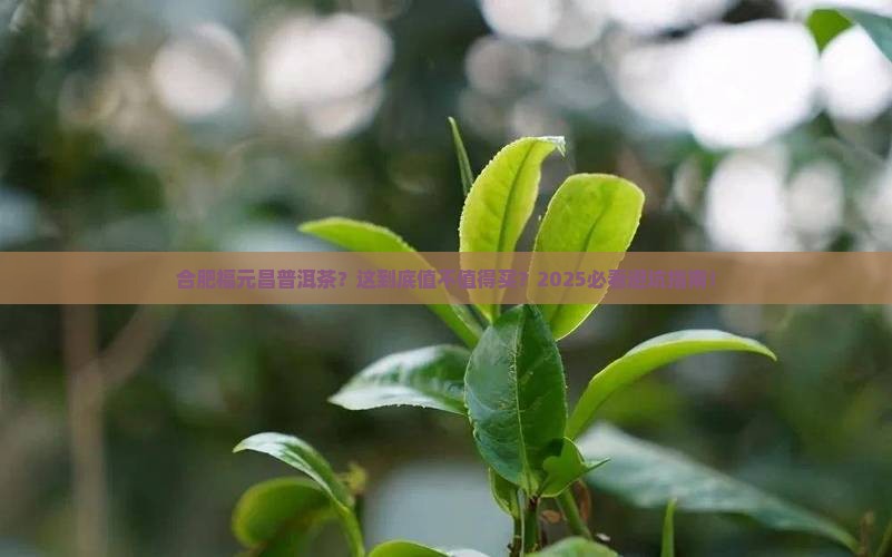 合肥福元昌普洱茶