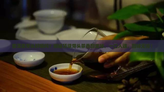 普洱茶芽头好喝吗