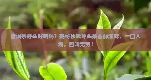 普洱茶芽头好喝吗