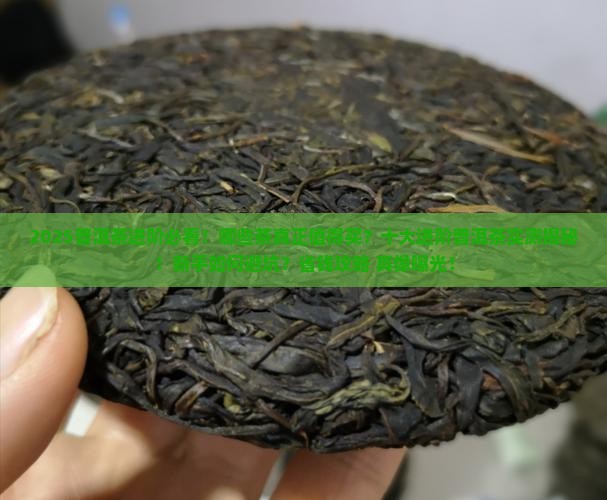 十大进阶普洱茶排行榜