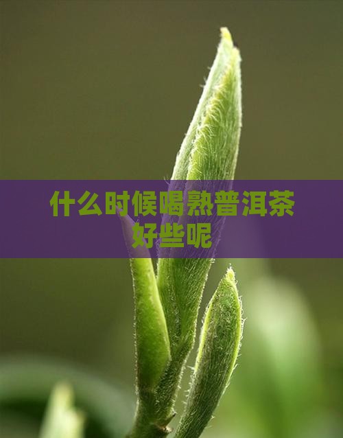 什么时候喝熟普洱茶好些