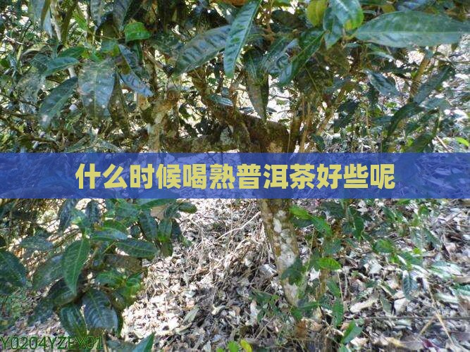 什么时候喝熟普洱茶好些