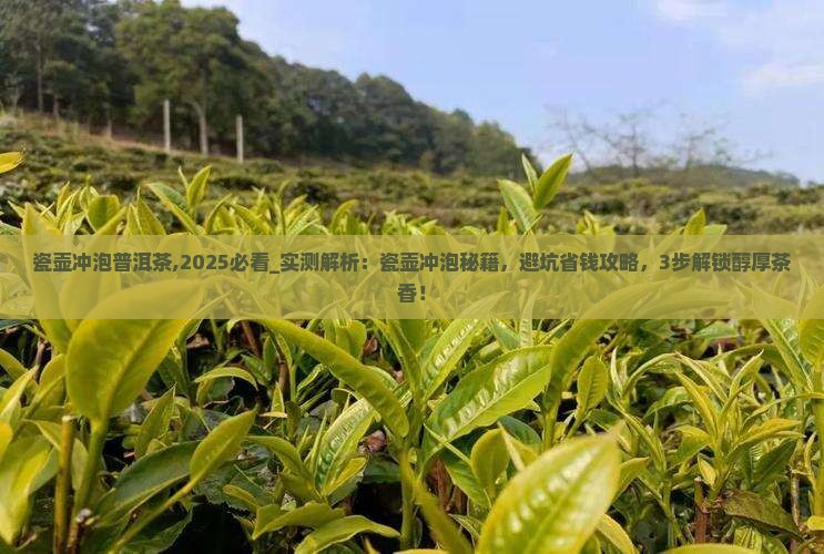 瓷壶冲泡普洱茶