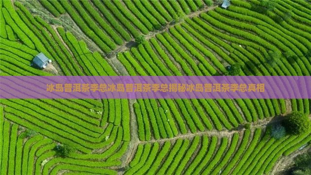 冰岛普洱茶李总