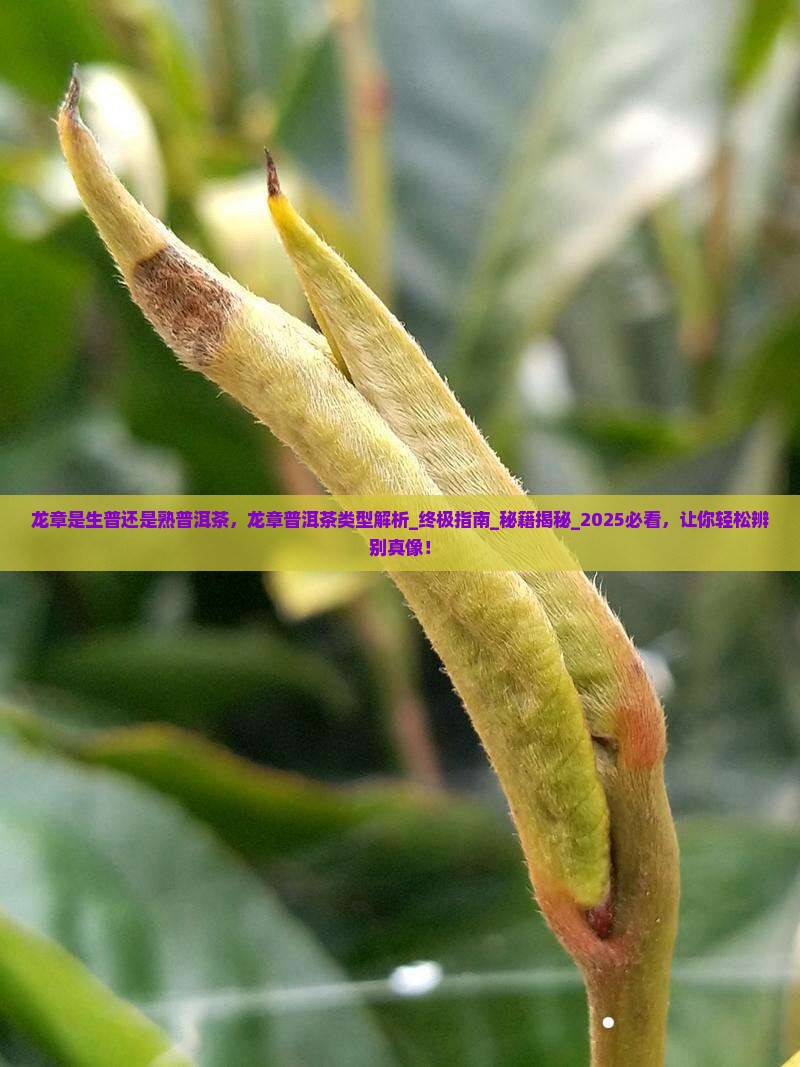 龙章是生普还是熟普洱茶