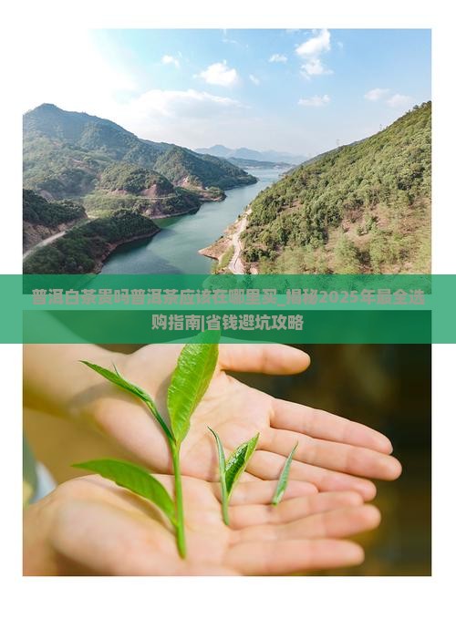 普洱白茶贵吗普洱茶应该在哪里买