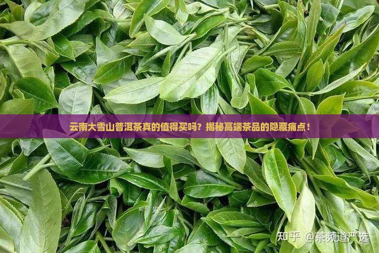 云南大雪山普洱茶品牌
