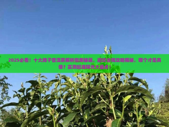 十大牌子普洱茶