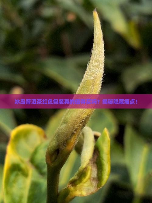 冰岛普洱茶红色包装