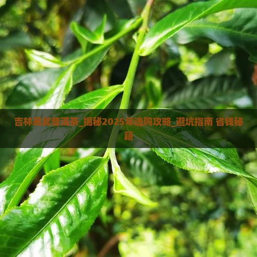 吉林易武普洱茶