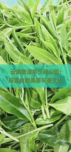 云南普洱茶宁湖公园