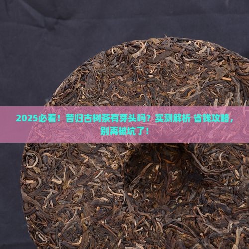 昔归古树茶有芽头吗
