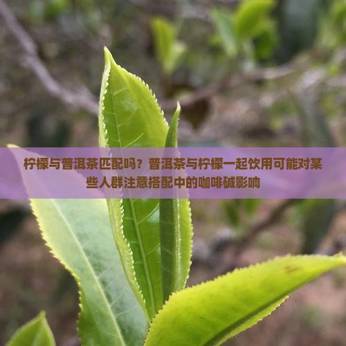柠檬与普洱茶匹配吗