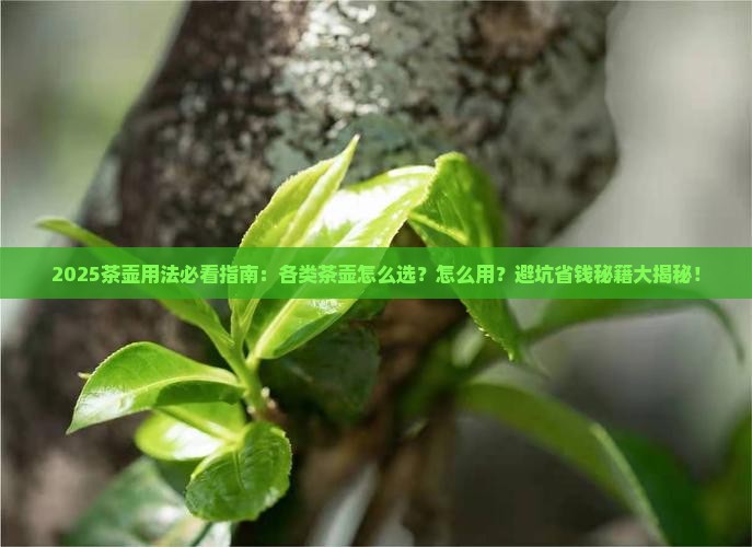 各类茶壶的用法