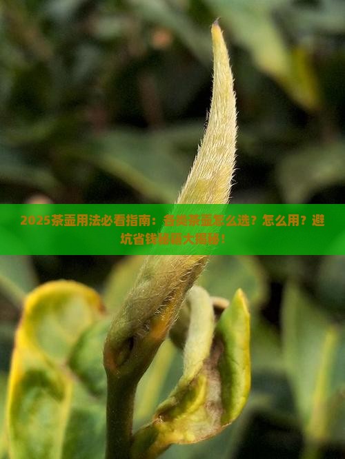 各类茶壶的用法