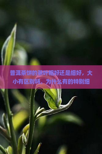 普洱茶饼的茶叶粗好还是细好 普洱茶饼的茶叶粗好还是细好