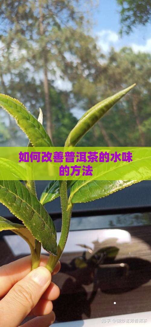 如何改善普洱茶的水味
