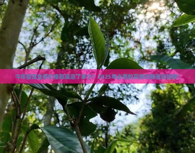 今年普洱茶生茶价格多少