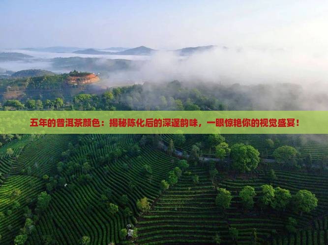 五年的普洱茶颜色