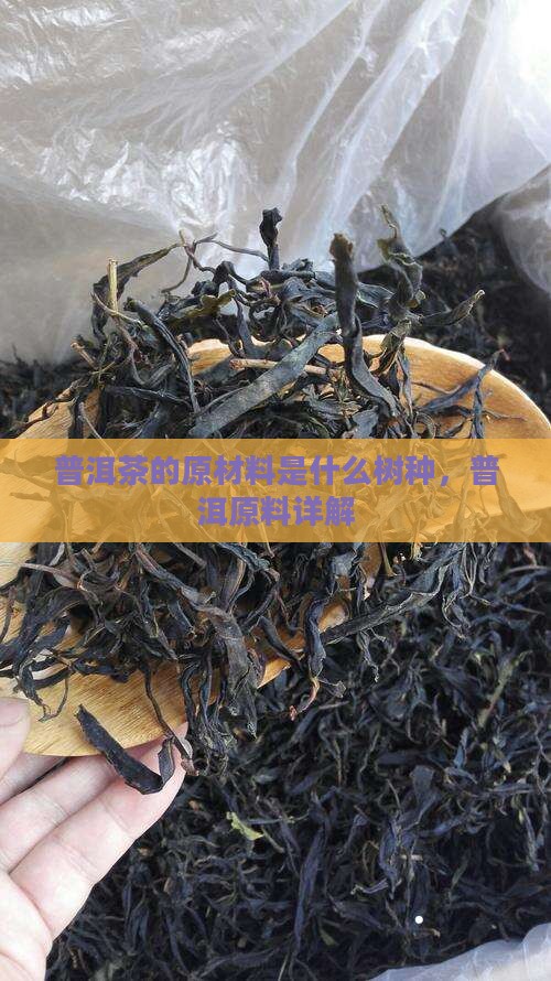普洱茶的原材料是什么树种