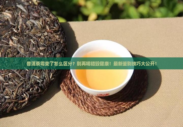 普洱茶霉变怎么区分