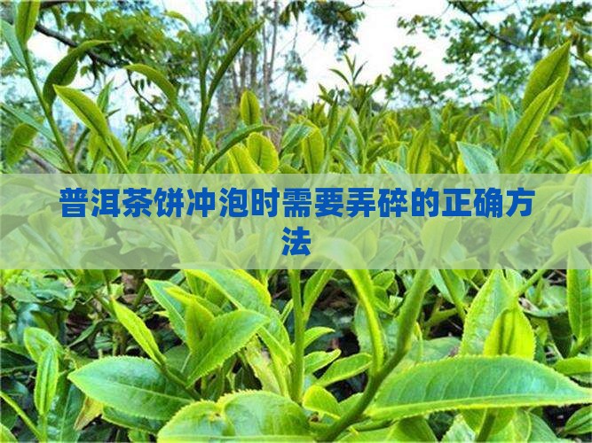 易武普洱茶饼冲泡时需要捣碎吗