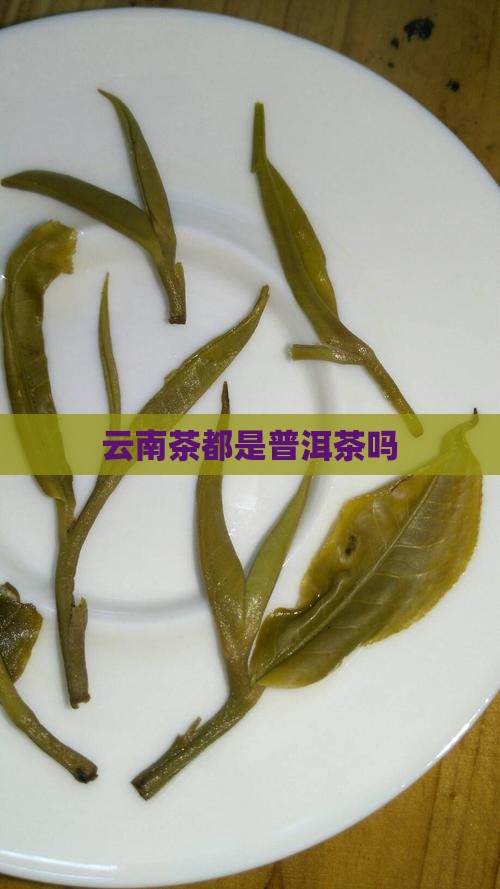 云南茶都是普洱茶吗