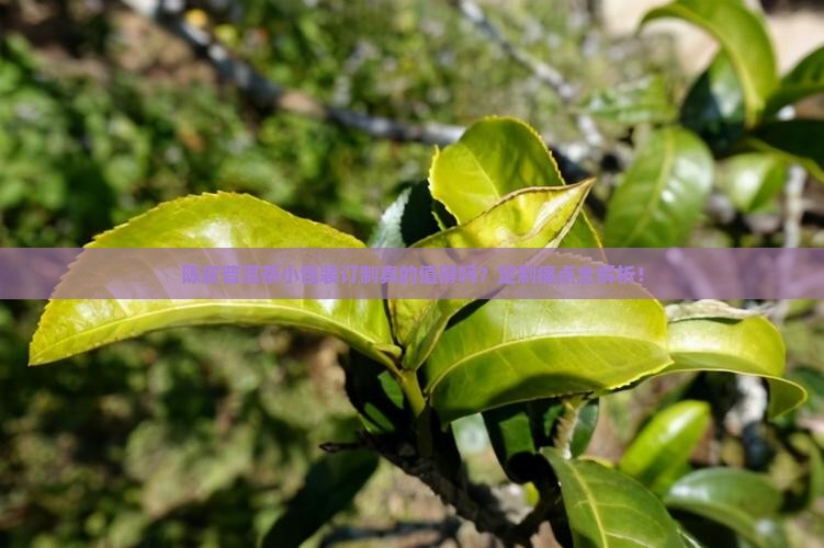 陈皮普洱茶小包装订制