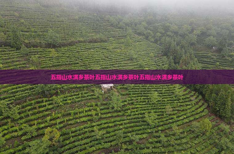 五指山水满乡茶叶