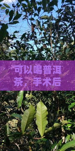 Leep刀后能喝普洱茶
