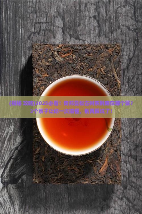 倚邦曼松古树茶在哪个寨