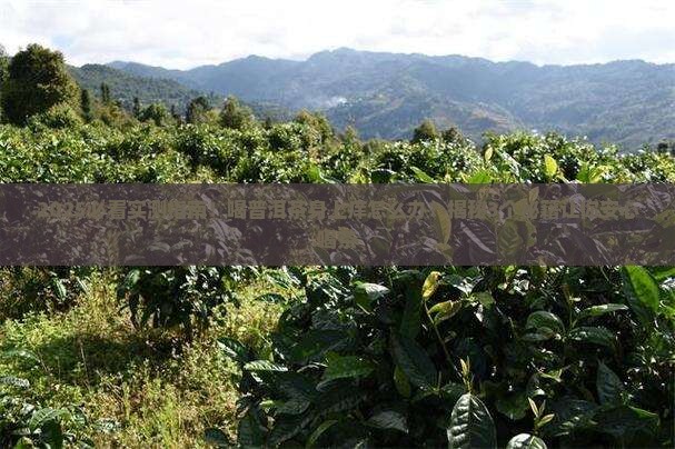 喝普洱茶身上会痒嘛吗为什么