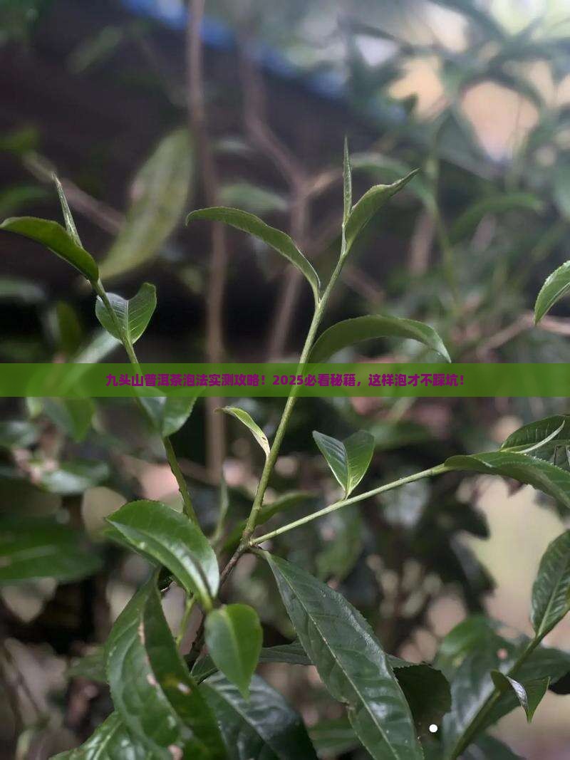 九头山普洱茶怎么样泡